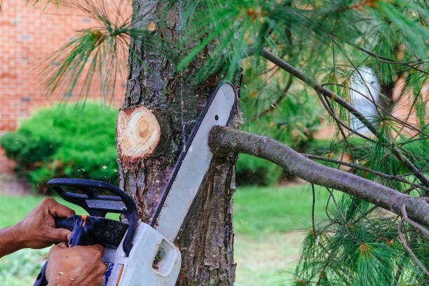 Reliable Sparta, NC Tree Removal and Landscaping Services Solutions